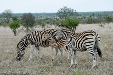 Zebra (11 von 28).jpg